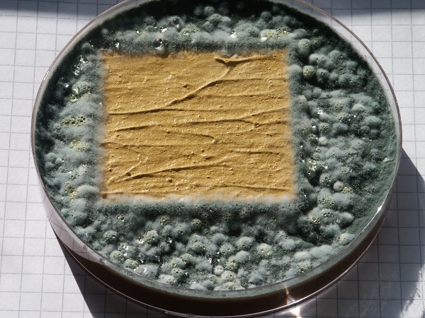 DCF 1.0 Mikrobiologische Laboruntersuchung DCF 1.0