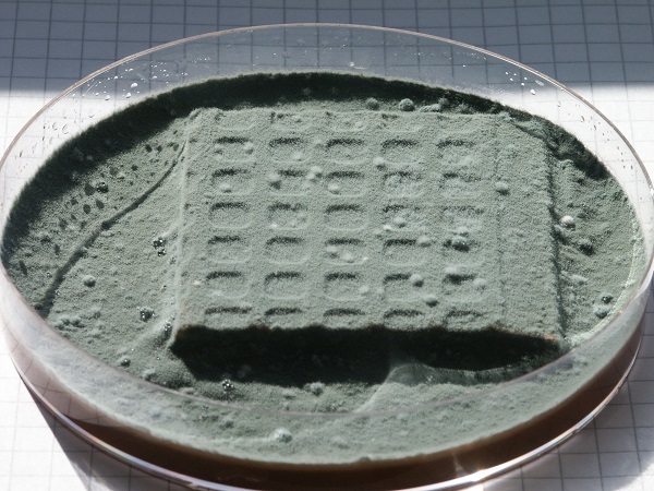 DCF 1.0 Mikrobiologische Laboruntersuchung DCF 1.0 (2)