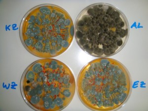 Mikrobiologische Laboruntersuchung DSC07603