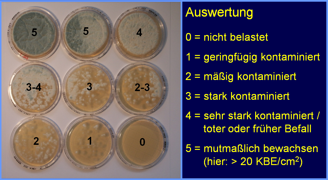 Schimmeltest: den Schimmel selbst testen und messen von Schimmelpilz