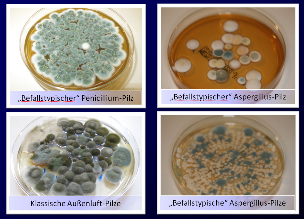 Schimmelpilze in der Raumluft messen - Pilzkulturen