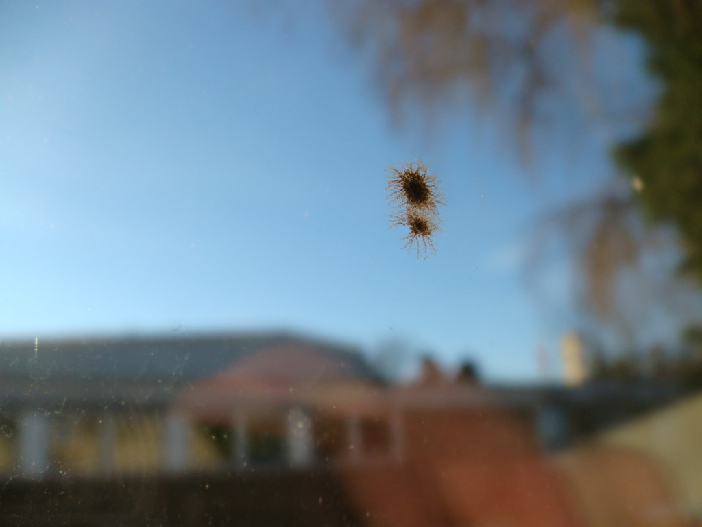 Schimmel Ursachen finden Bild 1: Schimmelpilzkolonie auf einer Verschmutzung am Fensterglas