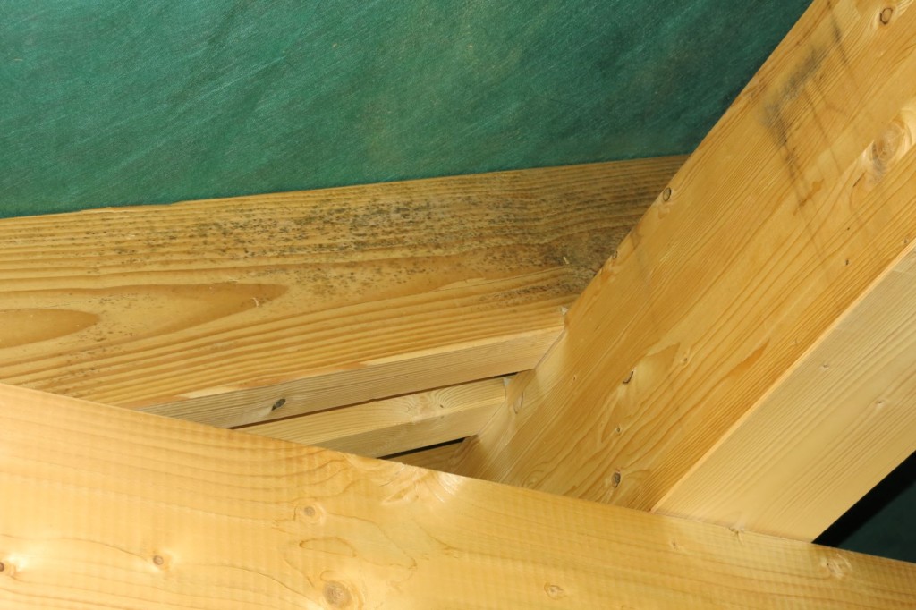 Schimmeltest im Dachstuhl: "Schwärzepilze" an einem Holzbalken im Neubau